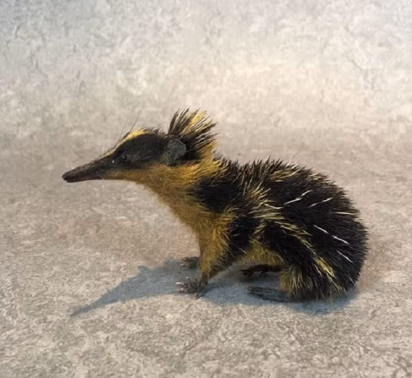 Chúng còn có khả năng phóng những chiếc lông nhọn này khi bị đe dọa. Điều này là cách mà một số loài nhím trong thiên nhiên hoang dã thường dùng để đánh đuổi kẻ thù.