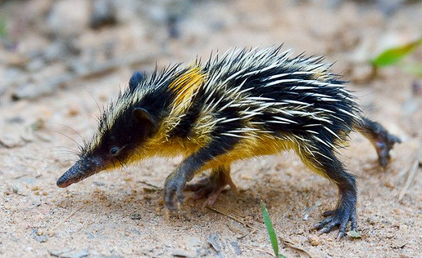Loài Tenrec lông sọc có tên khoa học là Hemicentetes semispinosus. Loài này chỉ sinh sống ở một nơi duy nhất là đảo Madagascar.