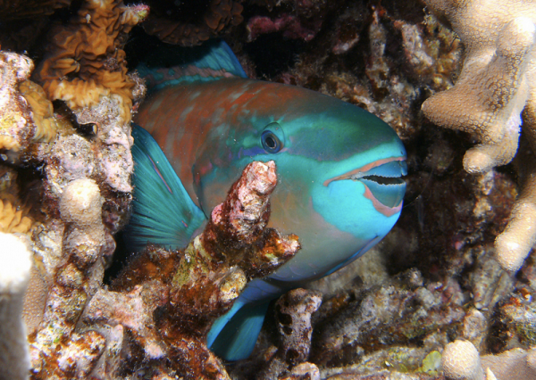Anh Lê Chiến, nhà sáng lập Trung tâm Cứu hộ Sinh vật biển SASA phát biểu: “Cá Vẹt giống như một tổ mối, hạ đổ một cây cổ thụ trong rừng để hàng triệu sự sống khác vươn lên tới ánh sáng. Chúng ăn san hô sống để những cành san hô khác ở phía dưới có cơ hội vươn lên hoặc tạo khoảng trống cho các sự sống khác.