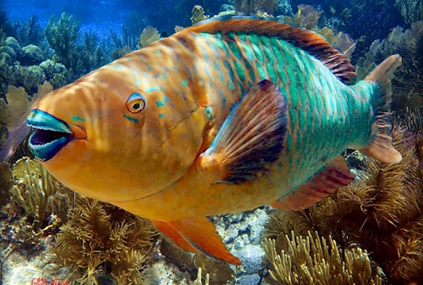 Cá vẹt là loài lưỡng tính. Chúng thay đổi giới tính vài lần trong đời của mình. Ban đầu chúng là con cái, nhưng sau đó có thể chuyển thành con đực.