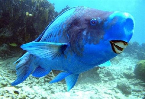 Một báo cáo mới kết luận rằng các rạn san hô nơi cá Vẹt có nhiều vào những năm 1980 là những rạn san hô khỏe mạnh hiện nay.