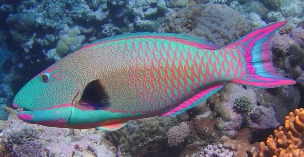 Chuyên gia nhận định, con người là động vật tiêu thụ số 1 cá Vẹt trong chuỗi thức ăn của biển và đại dương nói chung. Tuy nhiên, không nên đánh bắt và ăn cá Vẹt vì vai trò của chúng với hệ sinh thái biển là rất cần thiết trong việc duy trì và phát triển các rạn san hô.