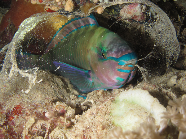 Cá Vẹt tạo “kén nhờn” khi ngủ tựa như màn chống muỗi để ngăn các loài động vật ký sinh tấn công. Và khi có kẻ thù chọc vỡ lớp kén này, chúng sẽ thức giấc và bắt đầu chạy trốn khỏi đó ngay lập tức.