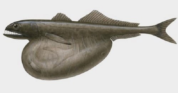 Khi xác định được mục tiêu, Black Swallower sẽ dùng đuôi tóm lấy con mồi, sau đó cắn chặt nó bằng bộ răng lởm chởm sắc nhọn. Bộ hàm sẽ nhích dần lên, cho đến khi mồi hoàn toàn nằm trong bụng nó.