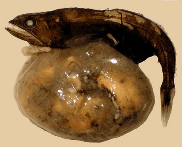 Cá biển đen sống ở những vùng nước sâu từ 700 - 2745m tại Bắc Mỹ. Không có nhiều sinh vật biển có thể tồn tại được ở độ sâu này.