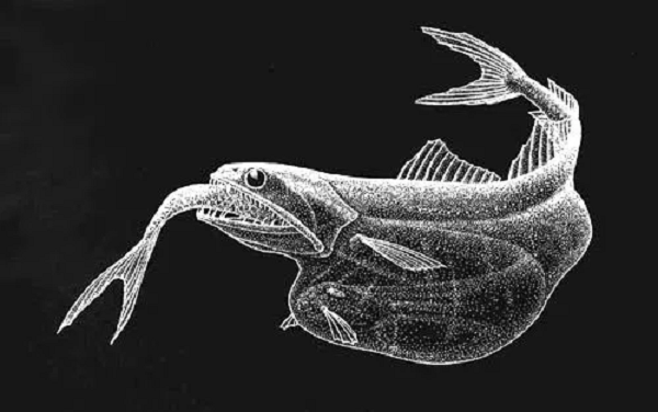 Quá trình phân hủy tạo ra khí gas, thổi căng cơ thể của Black Swallower, đẩy chúng nổi lên mặt biển. Đó chính là cách khoa học biết đến loài cá này.