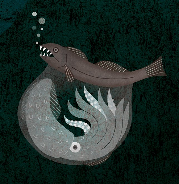 Cá biển đen nuốt chửng những con mồi khổng lồ và tích trữ trong phần dạ dày có thể mở rộng của chúng để có thể tồn tại.