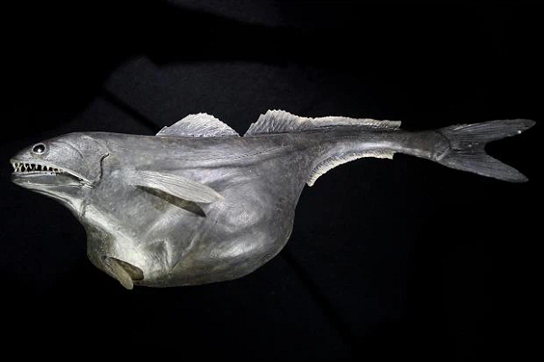  Cá biển đen có danh pháp khoa học là Chiasmodon niger, nhưng tên thông dụng hơn thì là "Black Swallower" (có thể tạm dịch: kẻ nuốt chửng hố đen).