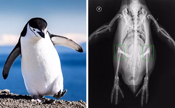 Loài chim cánh cụt thực sự có đầu gối, chỉ cần nhìn ảnh chụp X quang của chúng là biết.