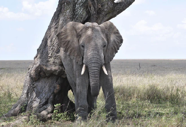 Voi là một trong số ít các loài động vật có thể vượt qua bài kiểm tra gương. Nói cách khác, chúng có thể nhận ra hình ảnh phản chiếu của chính mình mà không nghĩ đó là động vật khác, như chó hay mèo thường làm.