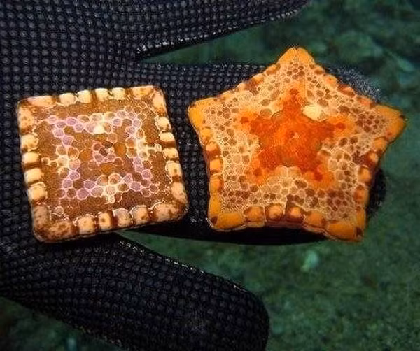 Một số loài sao biển có thể mang hình vuông do đột biến gen.