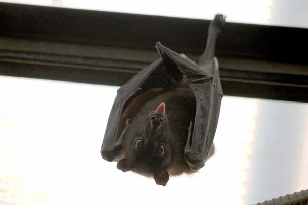 Dơi có dân số rất đông. Chiếm một phần năm số lượng của tất cả các loài động vật có vú là dơi.