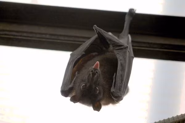 Dơi có dân số rất đông. Chiếm một phần năm số lượng của tất cả các loài động vật có vú là dơi.