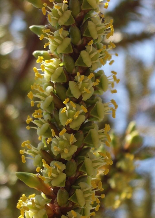 Cọ tự tử đạt chiều cao thân 18m và tán lá khổng lồ, có đường kính lên tới 5m. Những cây cọ này có thể được nhìn thấy trên Google Earth. Chỉ còn khoảng 90 cá thể trong tự nhiên.