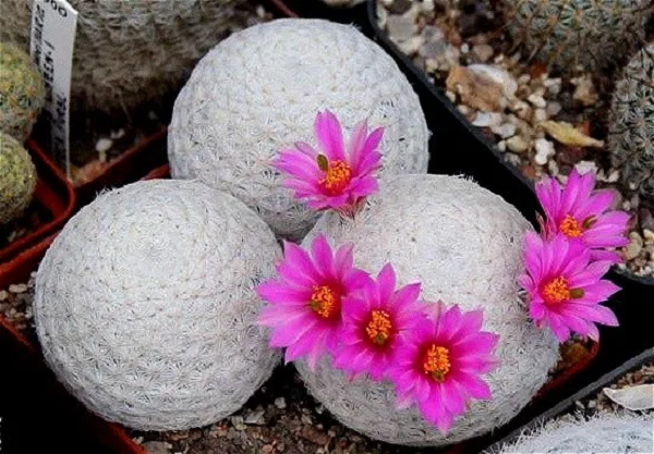 Xương rồng Mammillaria herrerae còn được gọi là cây “bóng golf” nhờ hình dạng giống như quả bóng golf. Chúng chỉ được tìm thấy trên những ngọn núi ở Queretaro, Mexico.