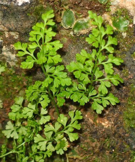 Trong hơn 50 năm, nó được cho là đã tuyệt chủng, chỉ đến 2009, khi một nhóm các nhà thực vật học tình cờ phát hiện ra 4 cây dương xỉ. Chúng mọc chênh vênh trên một vách đá ở đỉnh Green, đảo Ascension trong điều kiện khô hạn, khắc nghiệt.