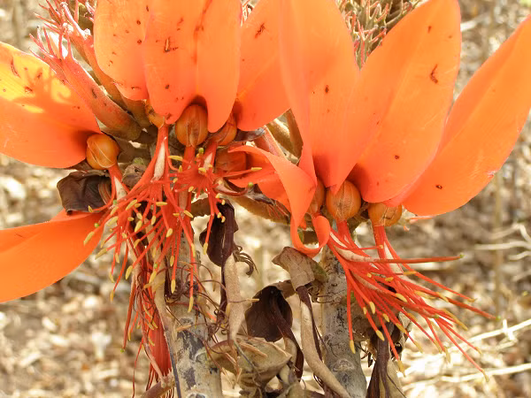 Loài cây này được cho là tuyệt chủng 2 lần nhưng lại được phát hiện trở lại. Các nhà khoa học cho rằng hiện nay có chưa đến 50 cá thể cây san hô còn tồn tại trên thế giới.