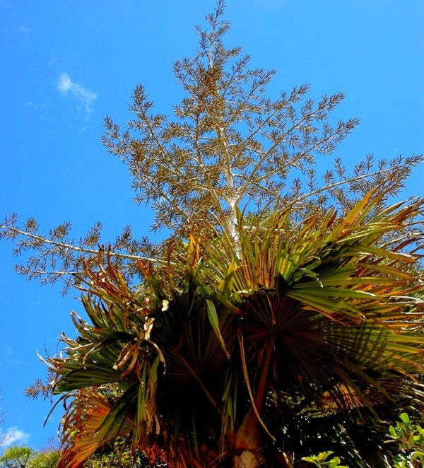 Cọ tự tử là loại cọ khổng lồ chỉ được tìm thấy ở những vùng xa xôi ở Tây Bắc Madagascar. Loài cây này được phát hiện vào năm 2005 bởi một người trồng điều và chính thức được mô tả vào năm 2008.