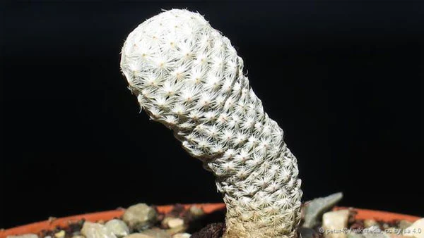 Những bông hoa màu hồng xinh đẹp của nó được ưa chuộng để trồng trong vườn nên rất nhiều cá thể xương rồng hoang dại đã bị thu thập bất hợp pháp. Kết quả là số lượng loại cây này sẽ giảm hơn 95% sau 20 năm.