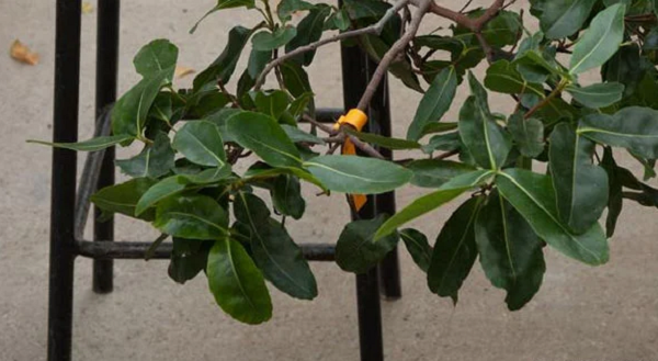 Những cá thể còn lại duy nhất của loài cây này được tìm thấy trên đảo Mahe ở Seychelles. Chỉ còn lại khoảng chưa đến 100 cây sứa trưởng thành trong tự nhiên và có một vài cá thể không còn sinh sản nữa.