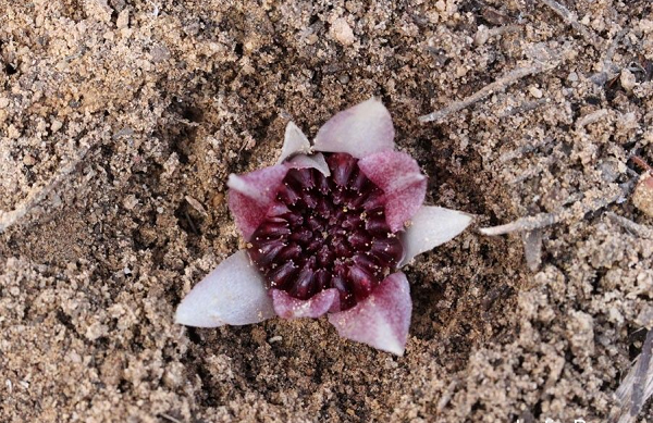 Địa lan Tây Úc Rhizanthella gardneri thường dành toàn bộ cuộc đời của mình dưới lòng đất. Nó thậm chí còn nở hoa trong lòng đất.