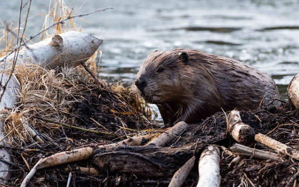 Quần thể hải ly đã sinh sôi vô cùng nhanh chóng và gây áp lực lên hệ động thực vật bản địa. Từ 10 cặp đầu tiên được phóng thích cách đây 75 năm, số lượng cá thể hiện đã tăng lên hơn 100.000 con.