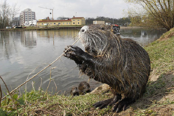 Việc xây đập ngăn dòng chảy tự nhiên cũng kéo theo những tác động tiêu cực khác, chẳng hạn như làm ngập đất đai xung quanh, khiến cây cối chết úng.