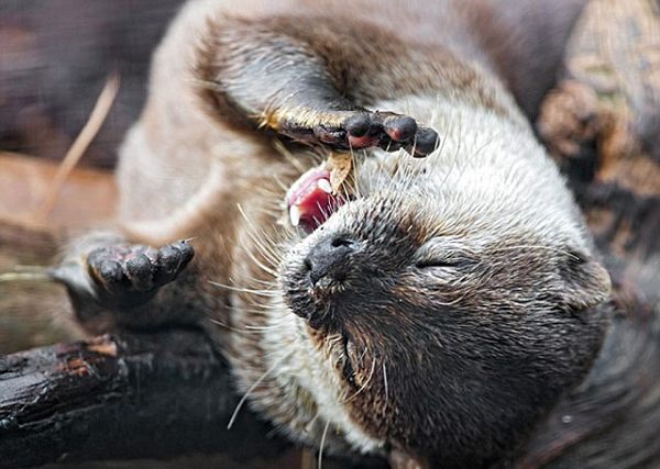 Các nhà khoa học công nhận hải ly Bắc Mỹ (Castor canadensis), cung cấp nhiều lợi ích sinh thái trong phạm vi sinh sống của chúng trải dài từ miền bắc Mexico tới Alaska. Các ao và đầm lầy của hải ly lọc ô nhiễm nguồn nước, hỗ trợ cá hồi, hấp thụ carbon và giảm bớt ngập lụt.