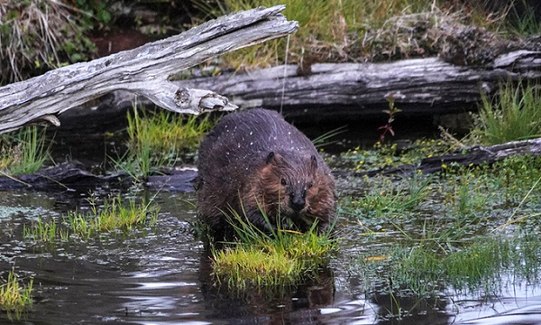 Hải ly được đưa đến Patagonia với mục đích thúc đẩy sự định cư của con người thông qua việc săn bắn và buôn bán lông thú. Tuy nhiên, dự án này chưa thực sự thành công và thậm chí còn gây hại cho hệ sinh thái.