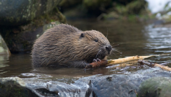 Nhằm kiểm soát số lượng hải ly trong khu vực, các nhà chức trách đang khuyến khích người dân săn bắn loài gặm nhấm này. Nhiều phương án được đưa ra nhưng vẫn chưa đạt được hiệu quả như mong muốn.