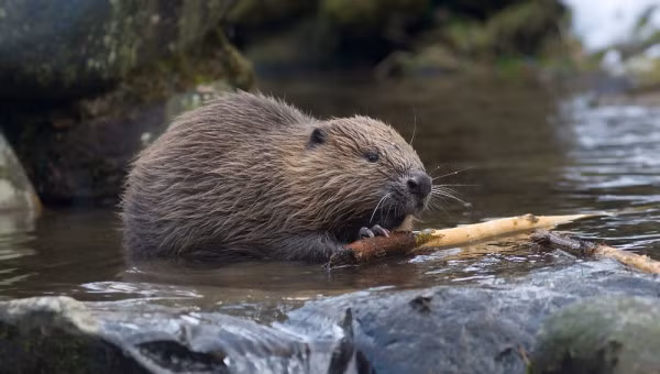 Nhằm kiểm soát số lượng hải ly trong khu vực, các nhà chức trách đang khuyến khích người dân săn bắn loài gặm nhấm này. Nhiều phương án được đưa ra nhưng vẫn chưa đạt được hiệu quả như mong muốn.