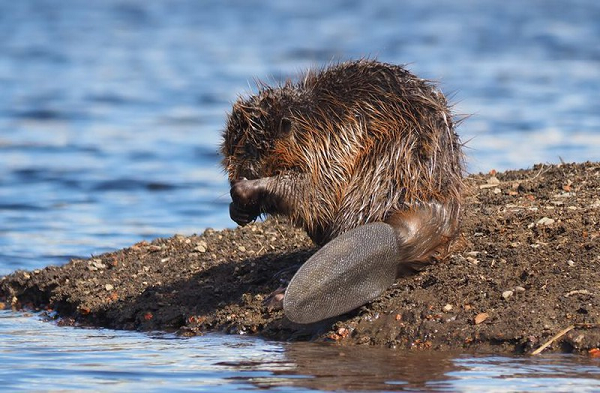Dù gây hại tại vùng Patagonia nhưng trên thực tế, hải ly vẫn có những đóng góp nhất định cho hệ sinh thái ở một số nơi khác trên toàn thế giới.