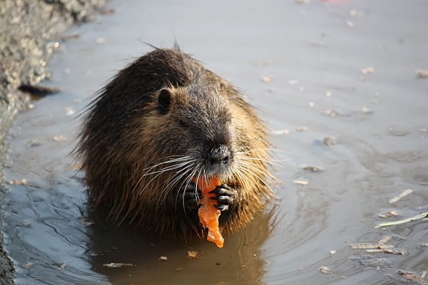 Bên cạnh đó, đất ngập nước còn cản trở việc sản xuất gỗ, canh tác và chăn nuôi của cộng đồng bản địa, gây thiệt hại kinh tế ước tính lên tới 73 triệu USD.