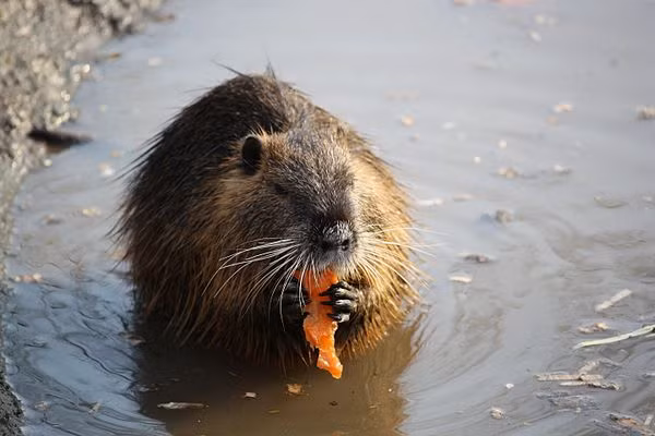 Bên cạnh đó, đất ngập nước còn cản trở việc sản xuất gỗ, canh tác và chăn nuôi của cộng đồng bản địa, gây thiệt hại kinh tế ước tính lên tới 73 triệu USD.