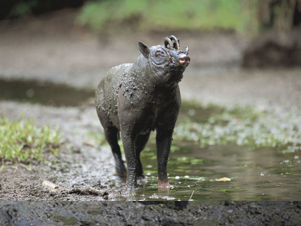 Hai chiếc nanh trên sống mũi của lợn huơu còn được coi là ngà. Loài lợn hươu khá lớn. Con trưởng thành nặng tới 250kg, thậm chí 300kg.