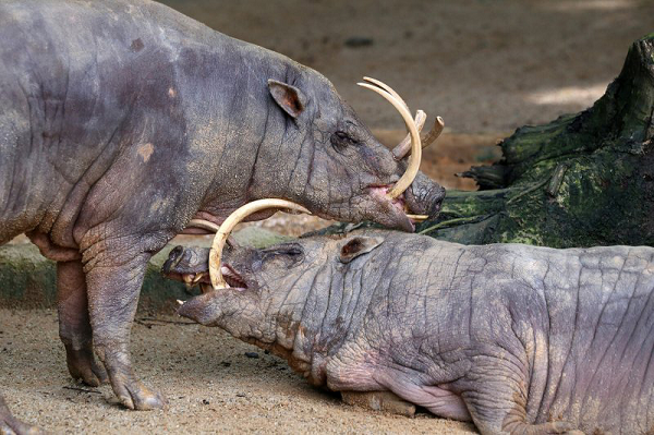 Điều thú vị là loài lợn này có tới 3 dạ dày. Vậy nên, chúng còn được biết đến là loài thú nhai lại.