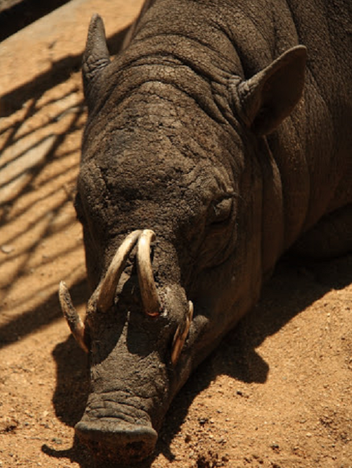 Lợn hươu buru cũng là loài lợn ngủ nhiều nhất, chiếm tới 2/3 ngày. Quần thể hoang dã ước tính khoảng 4.000 cá thể, trải rộng trên một số hòn đảo. Hiện chúng đang ở trong danh sách các loài đang gặp nguy hiểm bởi mất môi trường sống và sự săn bắt khốc liệt của con người.