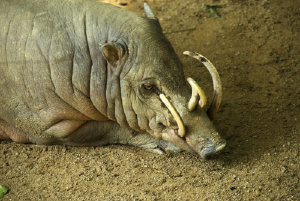 Đây cũng là loài lợn rừng có tuổi thọ khá cao trong các loài lợn rừng: có cá thể lợn hươu buru đã sống tới 24 năm.
