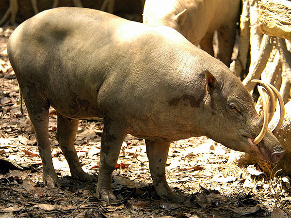 Lợn cái có hai bộ nanh ngắn hơn. Sau thời gian mang thai khoảng 125 đến 150 ngày, con cái thường đẻ 2 con.