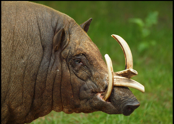 Nơi sinh sống chủ yếu của chúng chính là quần đảo Buru của Indonesia nên được gắn luôn vào tên của loài lợn rừng này.