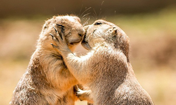 Cầy thảo nguyên là loài vô cùng thông minh. Chúng sinh sống theo bầy đàn đông, thường lên tới hàng trăm con và chia thành các nhóm, đàn khác nhau. Hành vi của chúng không khác gì con người.