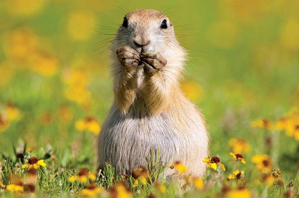 Hành vi ôm hôn này của cầy thảo nguyên được đánh giá tương tự như việc bắt tay, ôm hôn chào hỏi xã giao như ở loài người vậy.