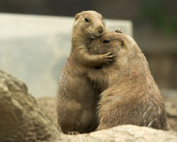 Chúng đã dùng một chuỗi ngôn ngữ phức tạp để miêu tả tỉ mỉ hình dáng, béo, gầy, màu sắc áo, quần con người mà chúng nhìn thấy tới đồng loại.