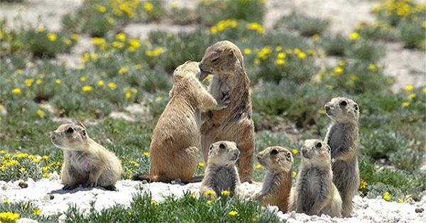 Hành vi ôm hôn ở cầy thảo nguyên diễn ra khá thường xuyên. Cứ mỗi khi chúng gặp nhau, dù là vô tình hay cố ý chạm mặt, chúng đều sẽ thực hiện “nghi thức” ôm hôn ấy, với mục đích chính là nhận dạng xem liệu đối phương có phải thành viên cùng đàn với mình hay không.