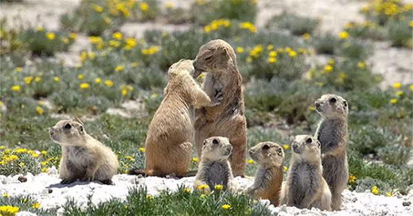 Hành vi ôm hôn ở cầy thảo nguyên diễn ra khá thường xuyên. Cứ mỗi khi chúng gặp nhau, dù là vô tình hay cố ý chạm mặt, chúng đều sẽ thực hiện “nghi thức” ôm hôn ấy, với mục đích chính là nhận dạng xem liệu đối phương có phải thành viên cùng đàn với mình hay không.