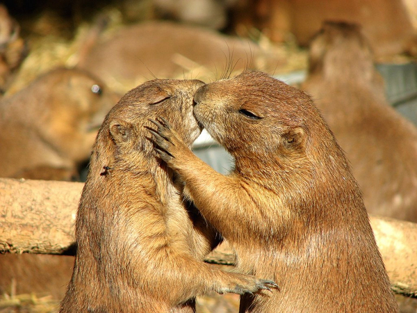 Cầy thảo nguyên thường sống trong những hố, hang tại những đồng cỏ khô. Chúng thường bảo vệ "ngôi nhà" của mình bằng rất nhiều rác và đó cũng là chỗ chúng dùng để ngắm nhìn thế giới xung quanh.