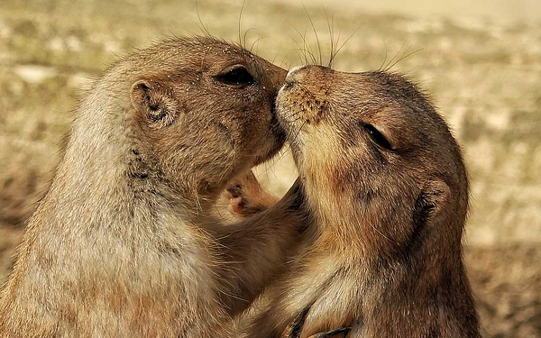 Tiến sĩ Con Slobodchikoff, người Mỹ, đã đưa ra một kết luận kinh ngạc rằng, chúng có khả năng mô tả như con người.