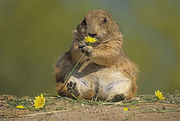 Chúng có lông màu vàng nhạt tựa như loài chó nhà của Việt Nam, lông mặt và ngực có màu sáng hơn. Với thân hình dài, đôi tai nhỏ xíu, chiếc mõm ngắn, chân trước nhỏ, chúng thường thường xuyên co hai chân trước lại và đứng bằng hai chân sau như con người.