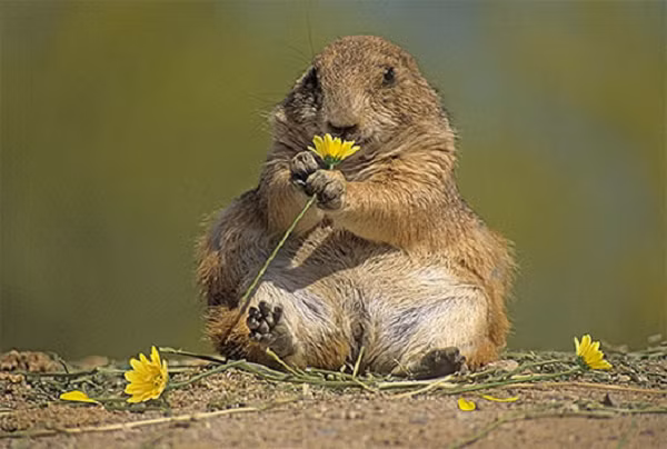 Chúng có lông màu vàng nhạt tựa như loài chó nhà của Việt Nam, lông mặt và ngực có màu sáng hơn. Với thân hình dài, đôi tai nhỏ xíu, chiếc mõm ngắn, chân trước nhỏ, chúng thường thường xuyên co hai chân trước lại và đứng bằng hai chân sau như con người.