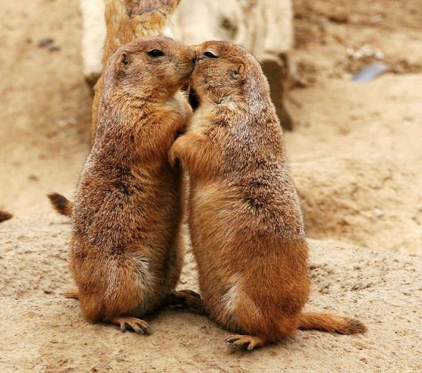 Tuy có bộ dạng hết sức đáng yêu, song cầy thảo nguyên lại vô cùng dữ dằn trong mùa sinh nở. Các mẹ cầy thường bỏ con mình tìm sang "nhà" khác để cắn chết con non của đồng loại. Chính vì vậy mà các bà mẹ cầy thường canh giữ "ngôi nhà" của mình rất cẩn mật để chống sự xâm nhập của kẻ thù.